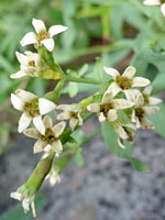 Five-petalled flowers