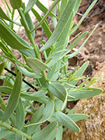 Stem and leaves