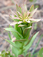 Young leaves