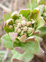 Buds and upper stem leaves