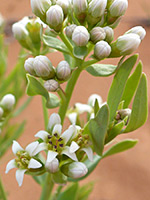 White buds