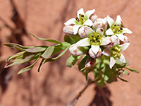 Yellowish flower centers