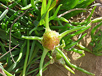 Narrow-leaved Iceplant