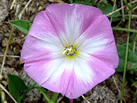 Convolvulus arvensis