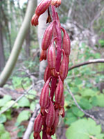 Red fruits