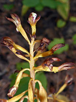 Spotted Coralroot