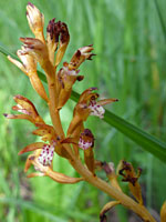 Elongated inflorescence