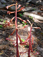 Reddish flowers