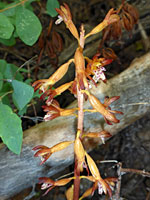 Spotted coralroot