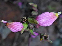 Cordylanthus parviflorus