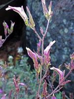 Small-Flowered Bird's Beak