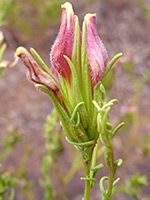 Flowers and bracts