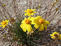 Coreopsis californica
