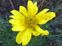 Coreopsis maritima