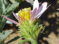 California aster