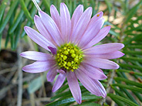 California aster