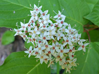 Cornus sericea