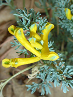 Yellow flowers, greyish leaves