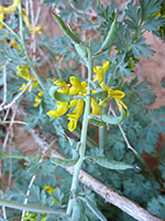 Seed pods