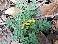 Leaves and flowers