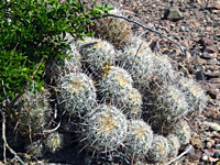 Coryphantha echinus