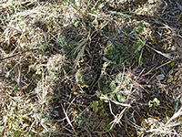 Small cluster of Nipple beehive cactus