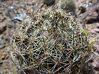 Coryphantha nickelsiae