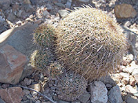 Santa Cruz beehive cactus