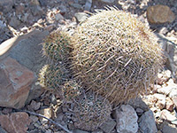 Coryphantha recurvata