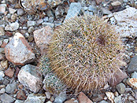 Coryphantha recurvata, with offsets