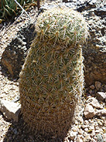 Slender Santa Cruz beehive cactus