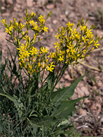 Tapertip Hawksbeard