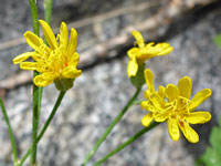 Crepis atribarba