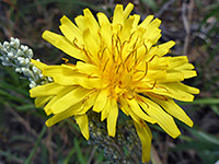 Crepis runcinata