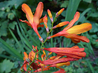 Crocosmia x crocosmiiflora