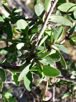 Ragged Rockflower