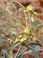 Croton californicus