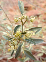 Leaves and flowers