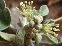 Croton pottsii