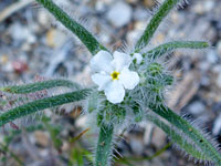 Narrow leaved cryptantha