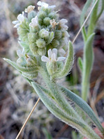 Flower cluster