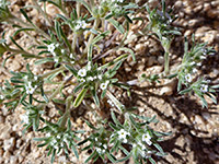 Cryptantha circumscissa