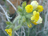 Cryptantha confertiflora