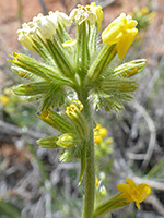 Mojave Popcorn Flower