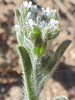 Flowers and leaves