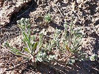 Thicksepal Cryptantha