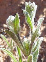 Hairy leaves