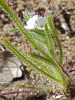 Bristly leaves