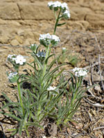 Flowering stems