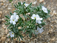 Cryptantha micrantha